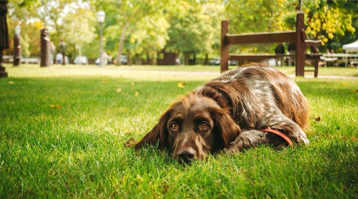 German Longhaired Pointer laying in grass