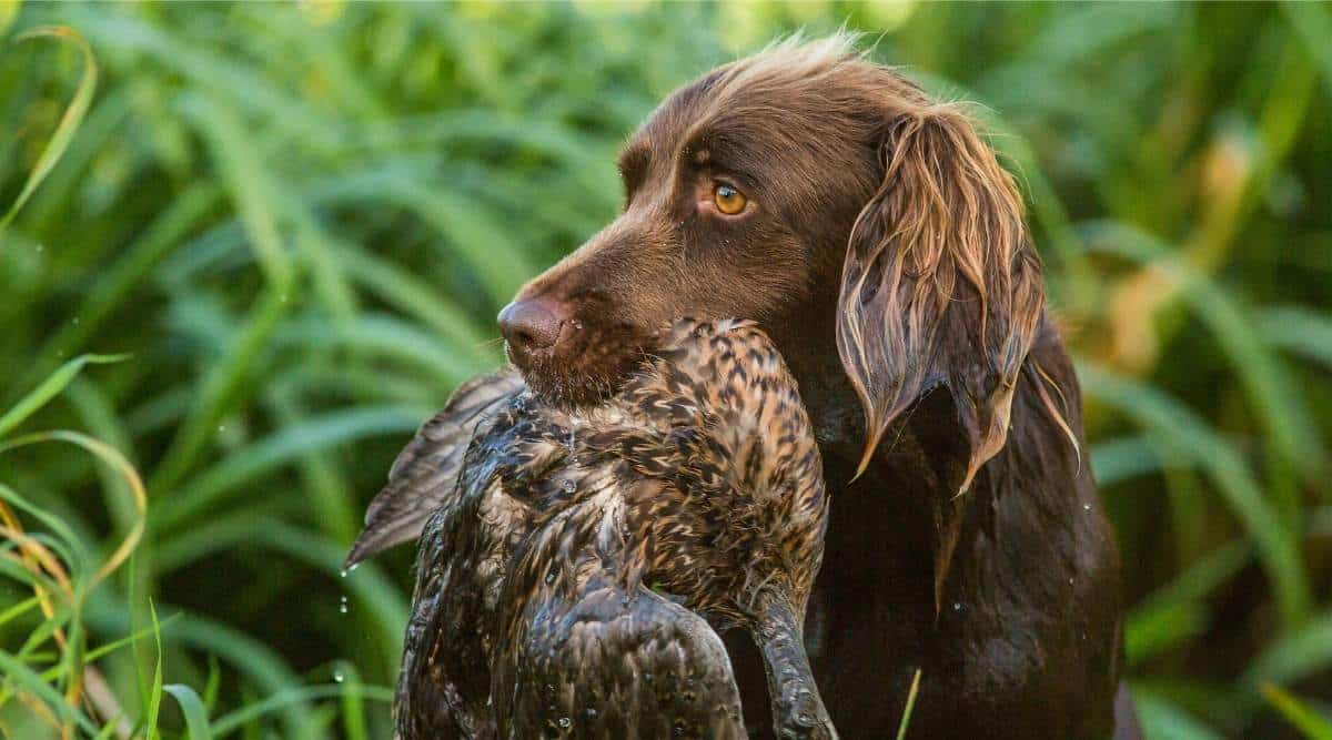 German Longhaired Pointer with duck in mouth