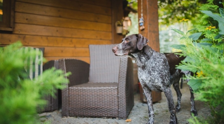German Pointer on a Back Patio