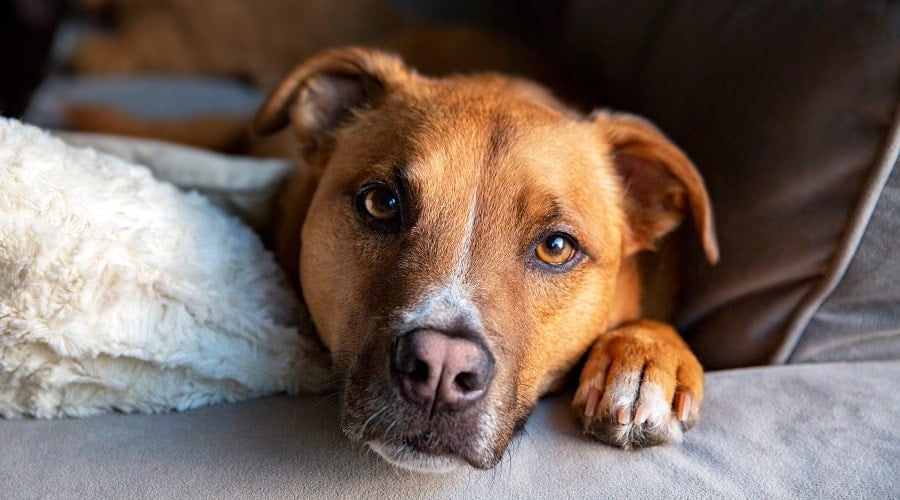 German Ridgeback Mix