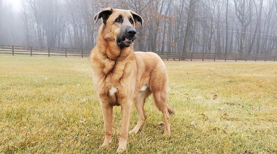 German Shepherd Anatolian Shepherd mix