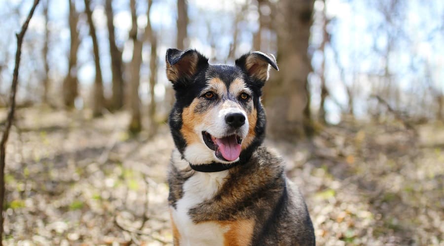 German Shepherd Border Collie Mix