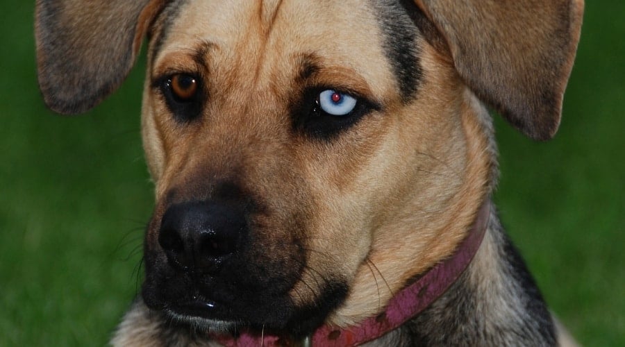 German Shepherd Boxer Mix With Different Colored Eyes