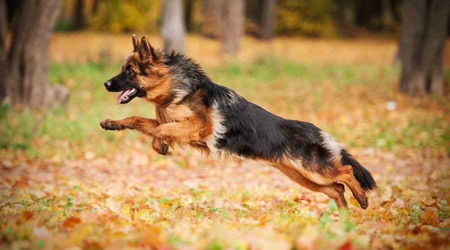 German Shepherd Breed Info