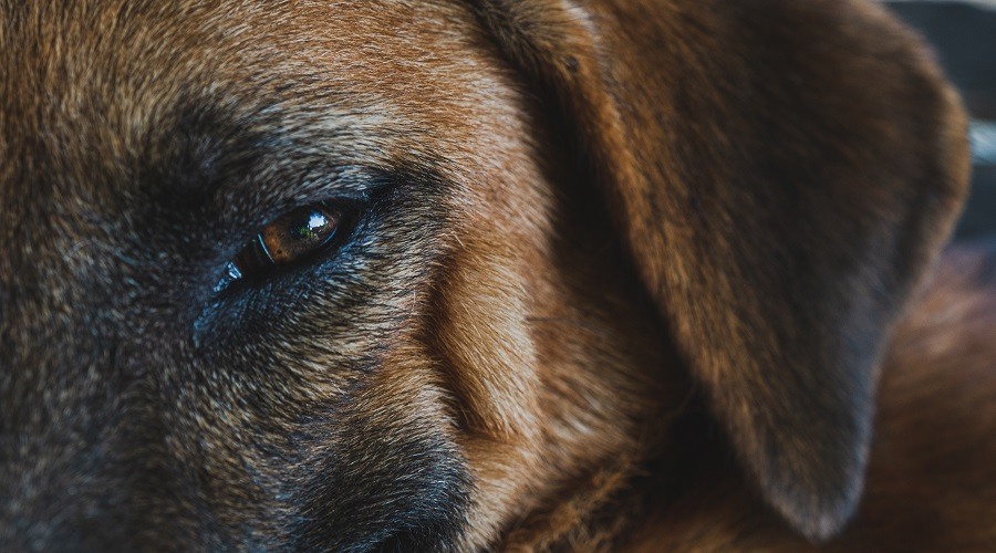 Dachshund Shepherd eye up close.