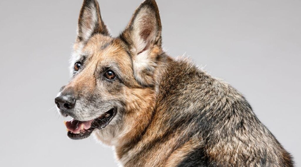 A gray-haired German Shepherd Dog looking over his sholder at the camera on a grey background.