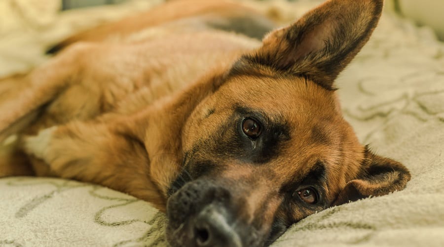 German Shepherd Dog in Bed