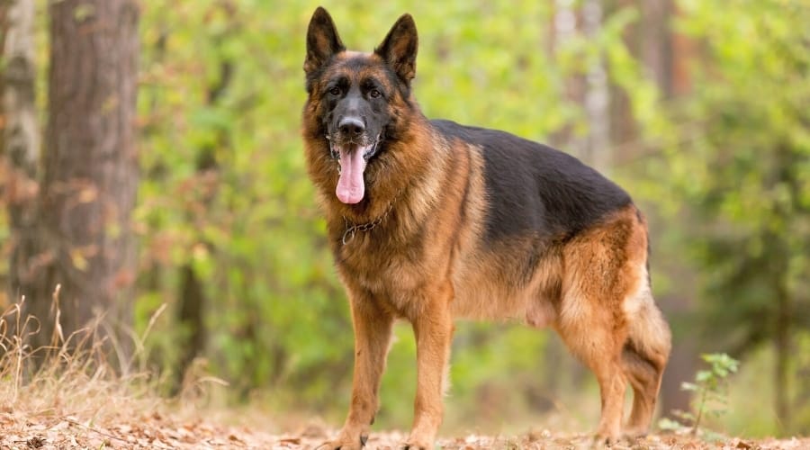 German Shepherd Dog in Forest