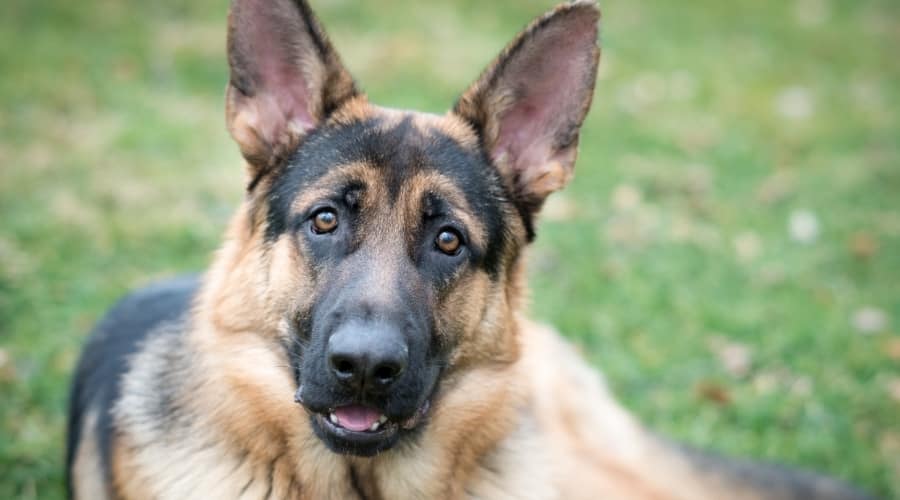 German Shepherd Dog in Grass Staring at Camera