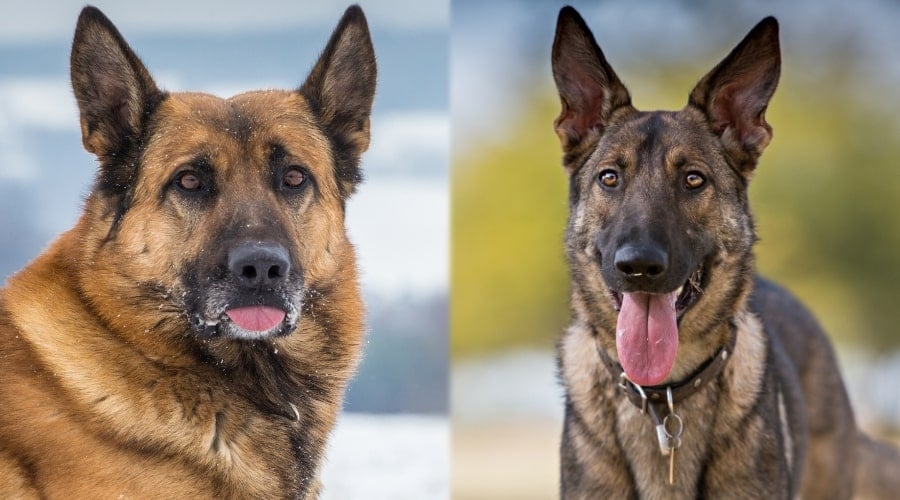 German Shepherd Dogs Training Together