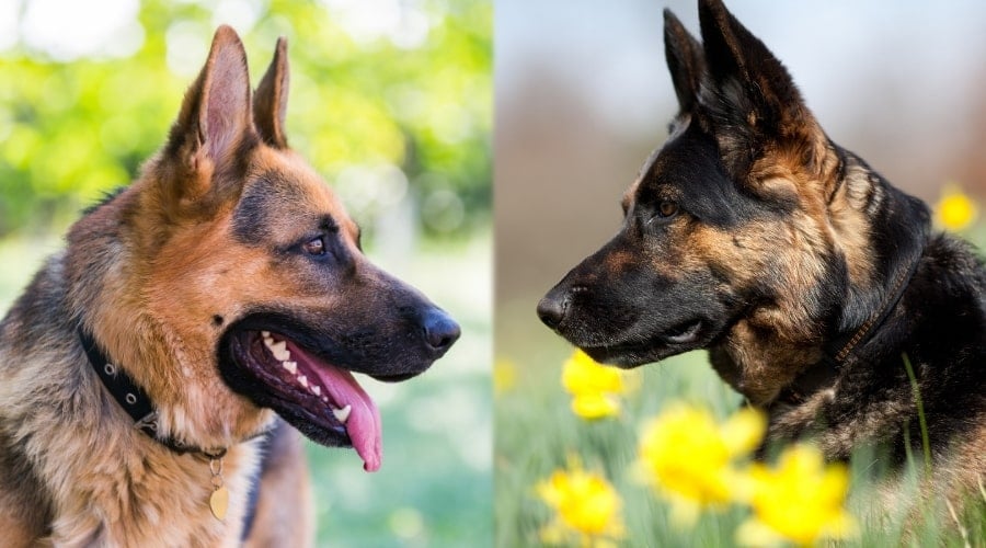 German Shepherd Dogs Waiting on Food
