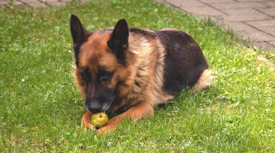 German Shepherd Eating Piece of Fruit