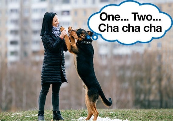 German Shepherd Exercising by dancing with owner in the middle of dog park
