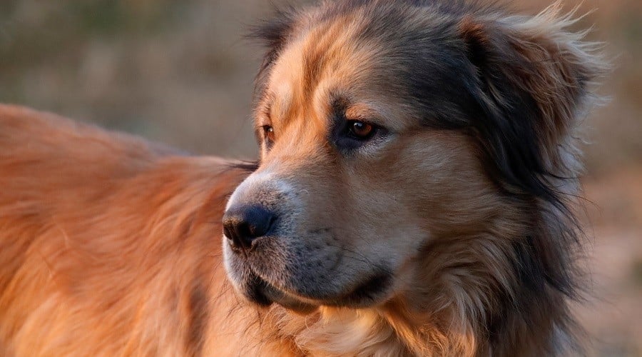 Full Grown German Shepherd Golden Retriever Mix Sale Alsatian