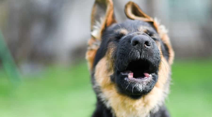 German Shepherd howling.