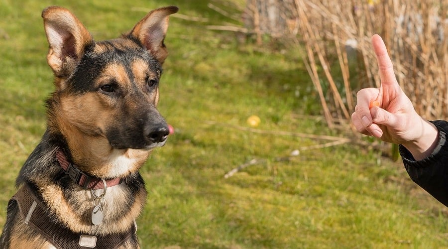 German Shepherd Lab mix in training