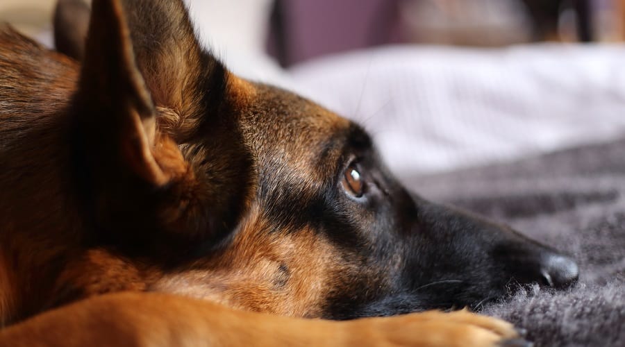 German Shepherd Laying Down