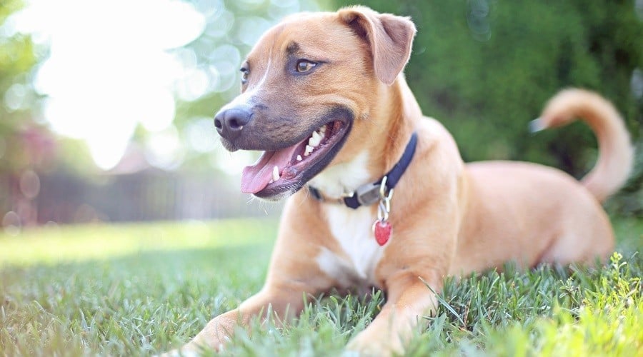 German Shepherd Pitbull Mix
