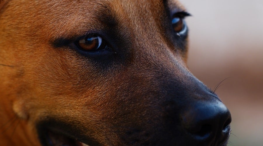 German Shepherd Pitbull mix with golden fur