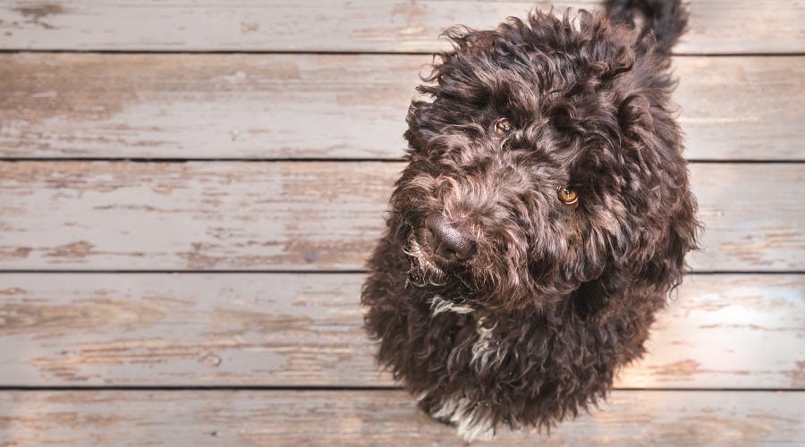 German Shepherd Poodle Mix Puppy