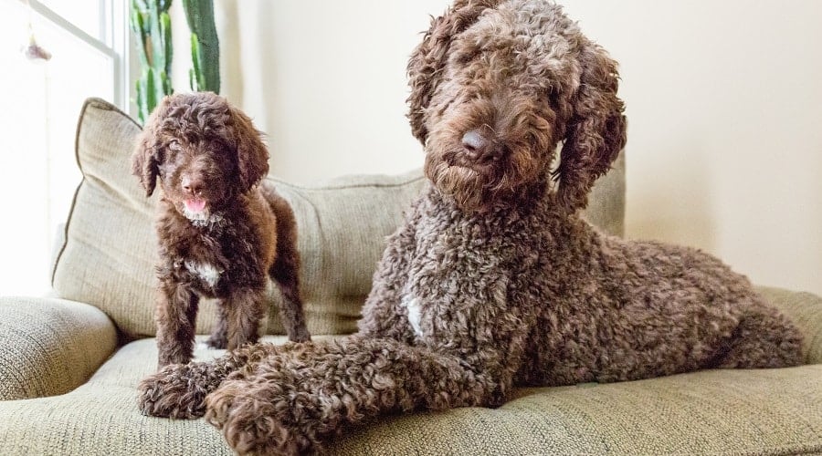 German Shepherd Poodle Mix Training as Puppy