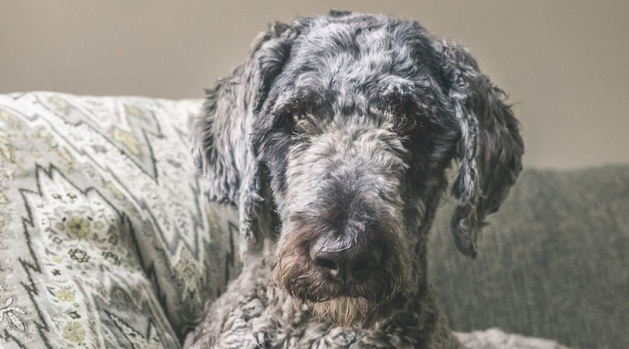 German Shepherd Poodle mix on Couch