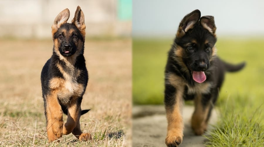German Shepherd Puppies Outside