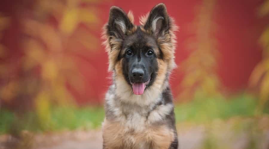 German Shepherd Puppy Dog
