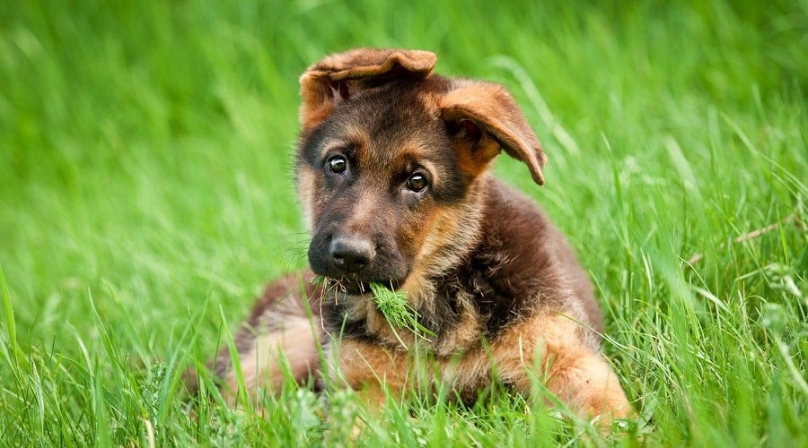 German Shepherd Puppy