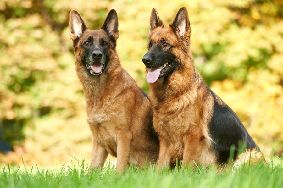 Two German Shepherds sitting outside on grass next to each other.