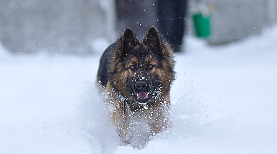 German Shepherd Running in Snow