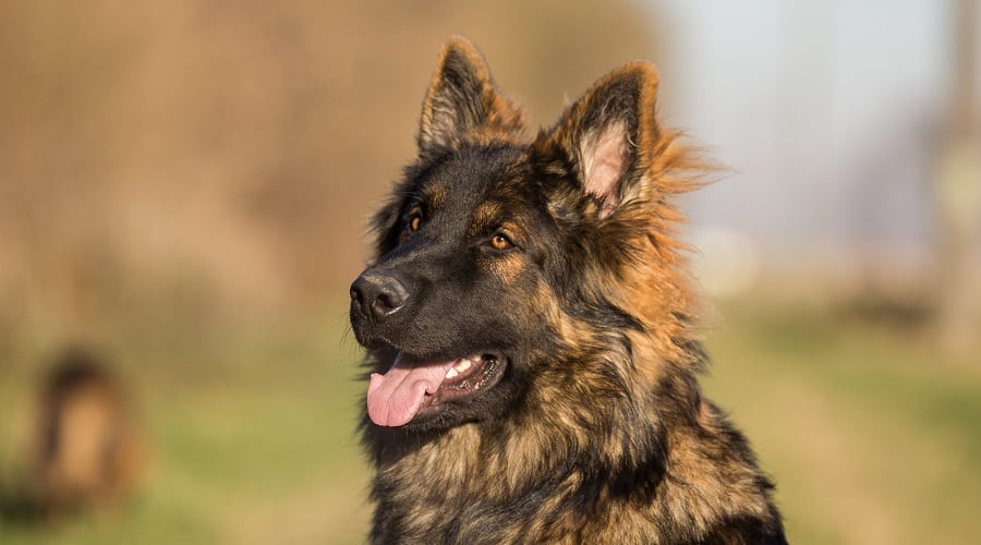 German Shepherd Shedding Season