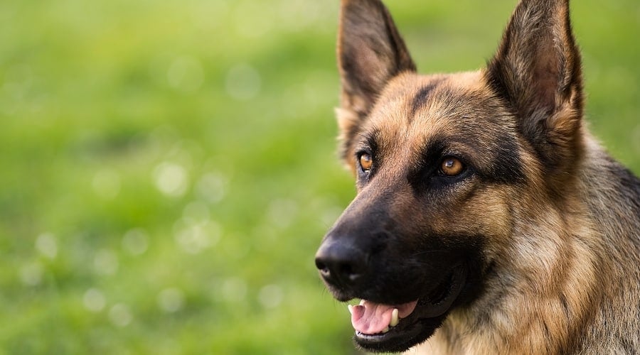 German Shepherd Staring out at Field