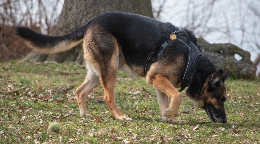 German Shepherd sniffing the ground.