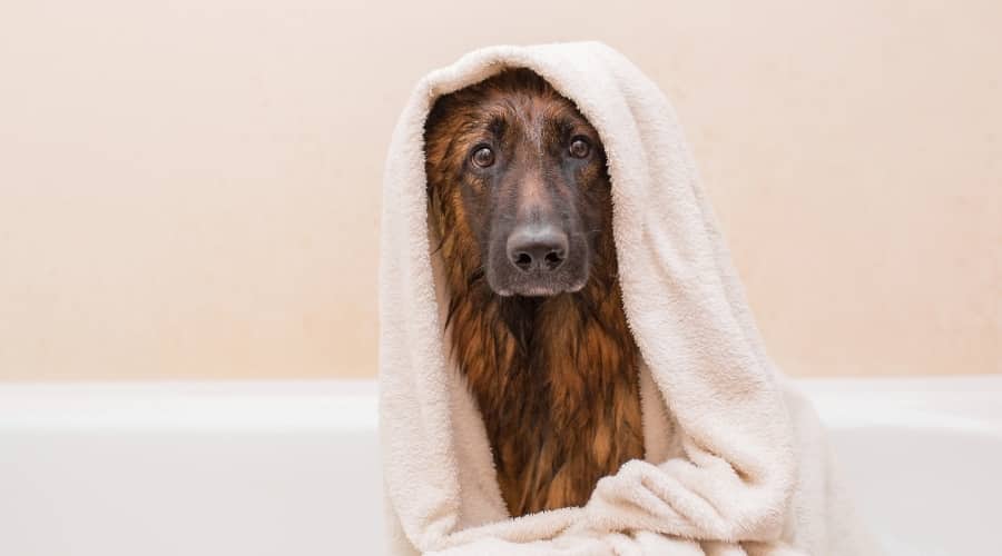 Dog in Bath with Towel over them