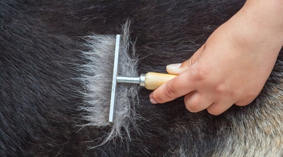 Deshedding Tool Being Used on a Dog