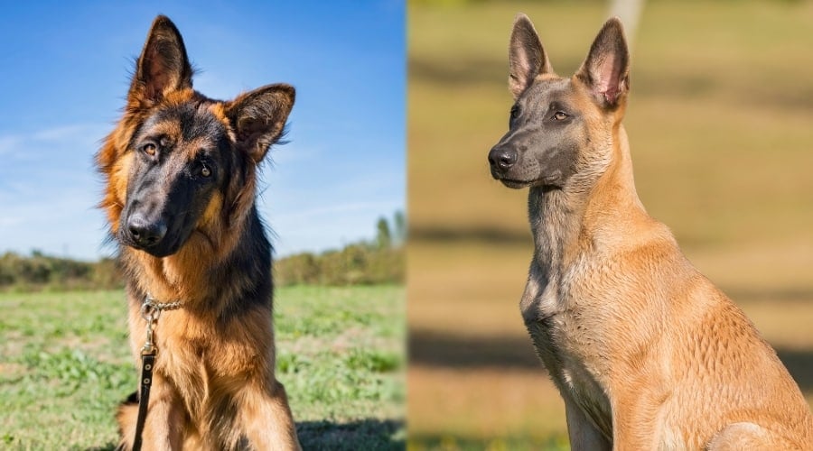 German Shepherd and Belgian Mal Outdoors