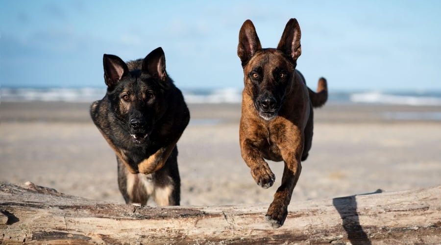 German Shepherd and Dutch Shepherd Jumping a Log