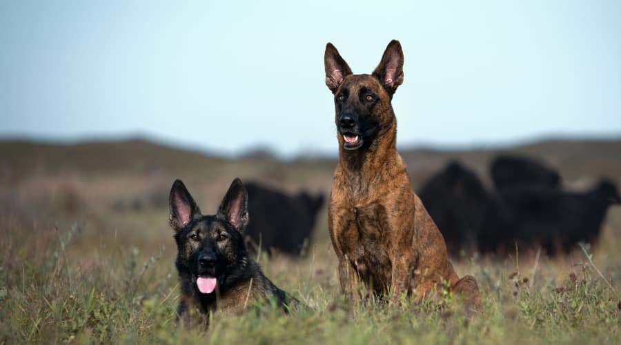 German Shepherd and Dutch Shepherd exercising outdoors