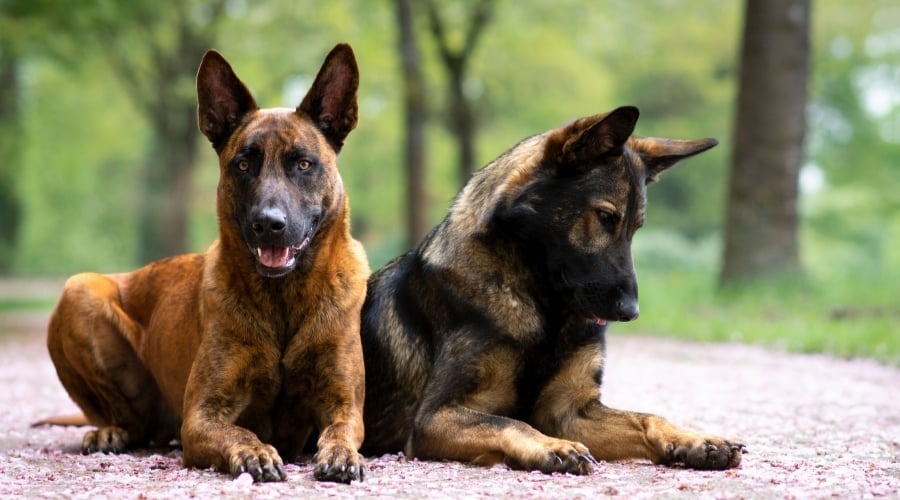German Shepherd and Dutch Shepherd training