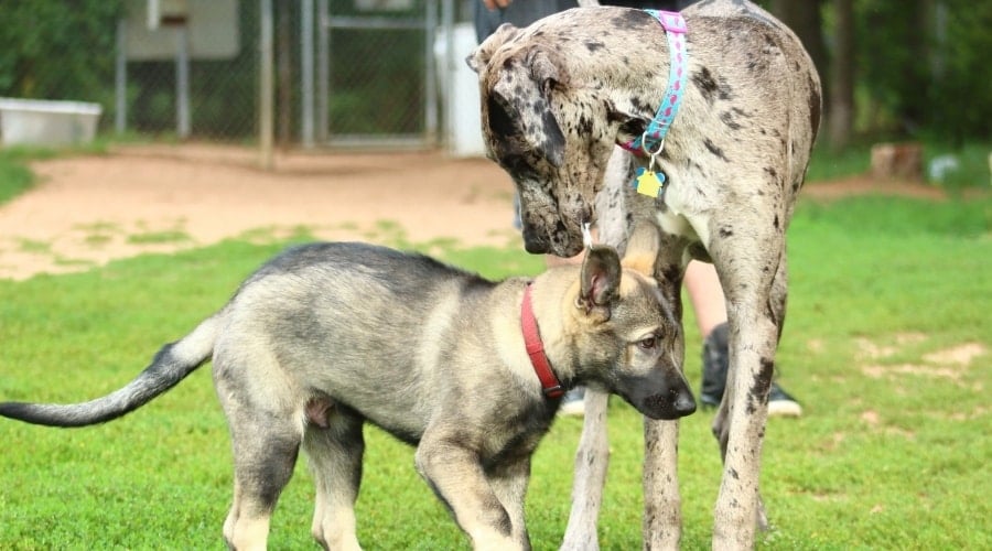 German Shepherd and Great Dane Puppies Playing