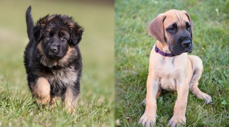 German Shepherd and Great Dane Puppies