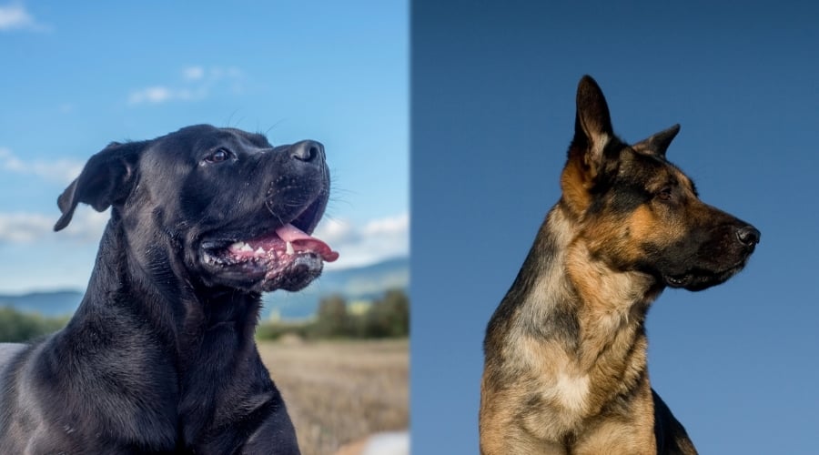 German Shepherd and Italian Mastiff Needing Food