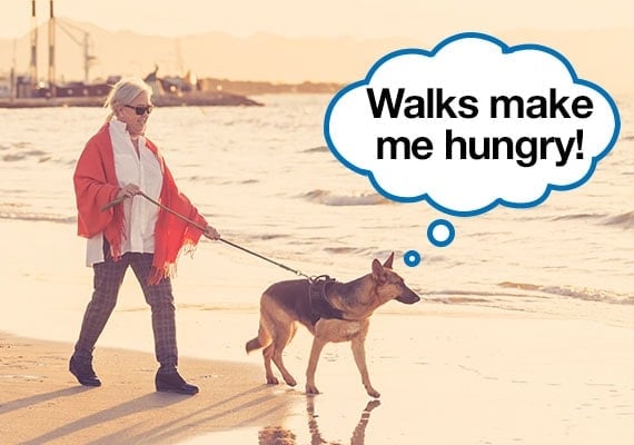German Shepherd being taken on walk before dinner to improve appetite with speech bubble that says