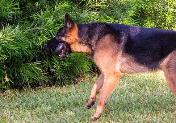 German Shepherd biting down on Goughnuts indestructible rubber ring dog toy.
