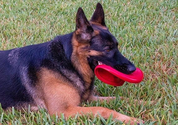 German Shepeherd biting Kong rubber frisbee folding it in half