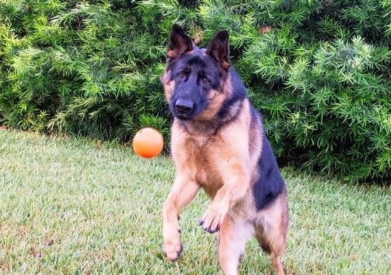 German Shepherd chasing Planet Dog Orbee Tuff Indestructible Squeak Toy.