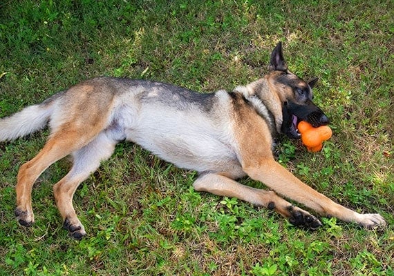German Shepherd chewing on West Paw Tux indestructible treat toy.