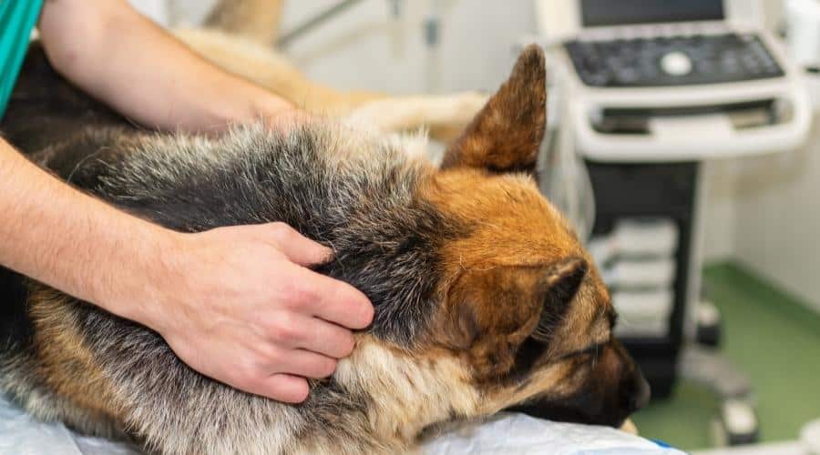 German Shepherd dog at vet