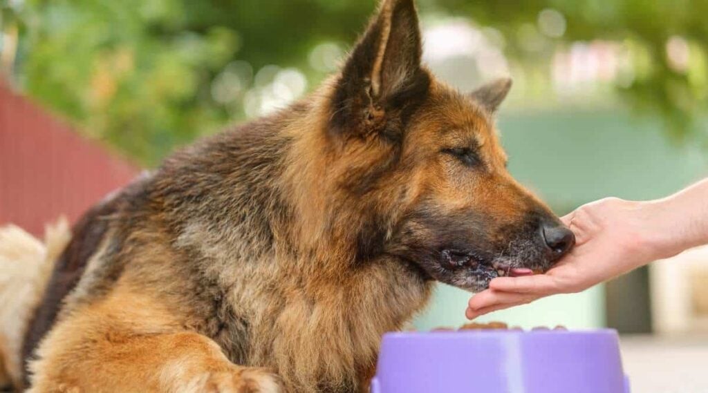 German Shepherd dog lying next to a bowl with kibble dog food, eating from man's hand